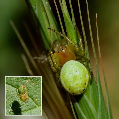 Araniella sp.